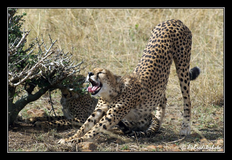 49 Safari Kenya